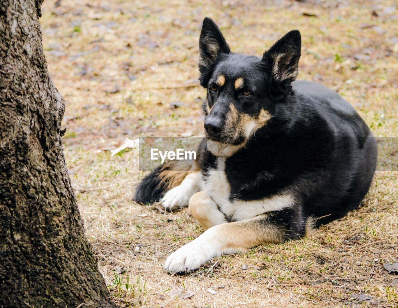 Close-up of dog on grass