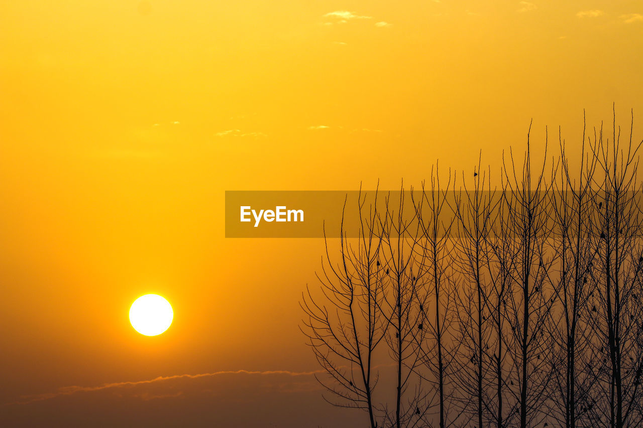 Silhouette tree against orange sky during sunset