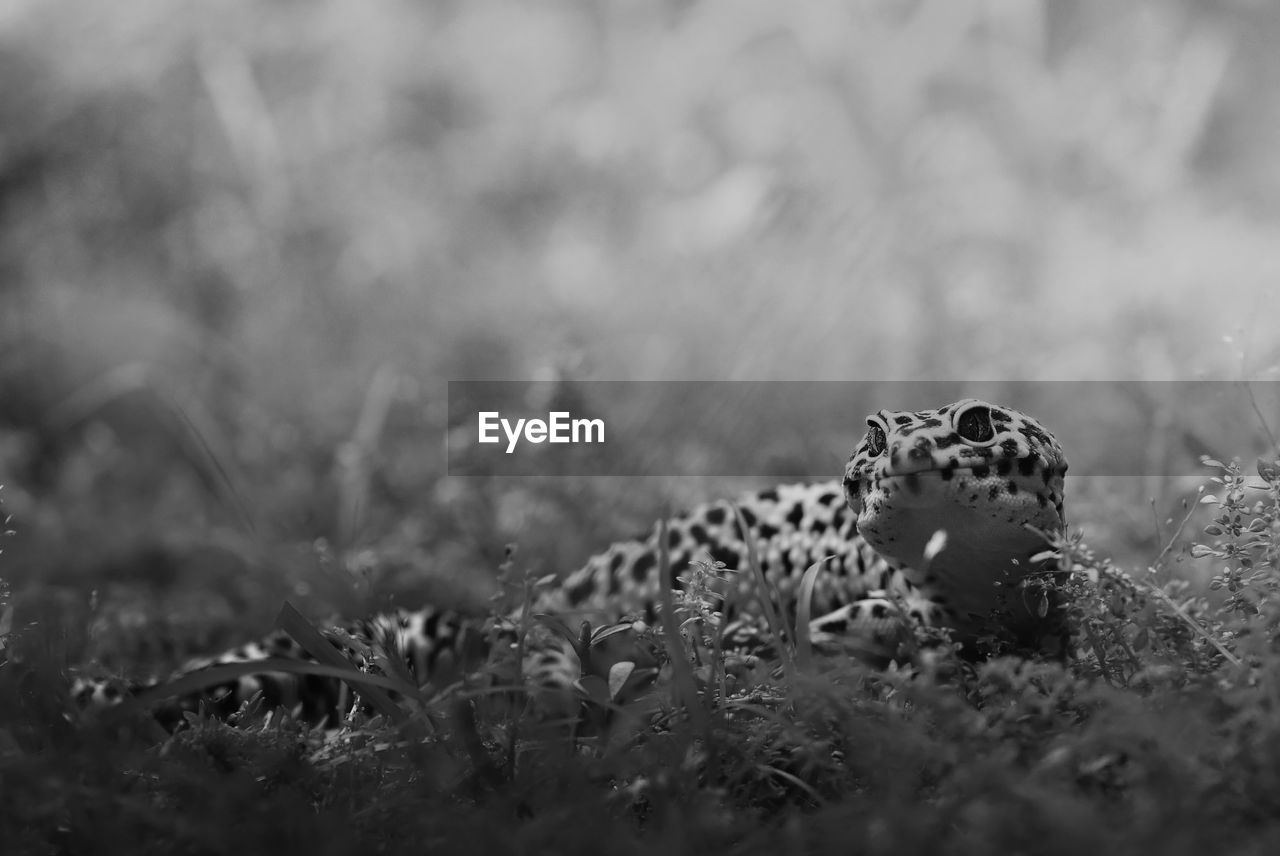 Close-up of leopard gecko on field