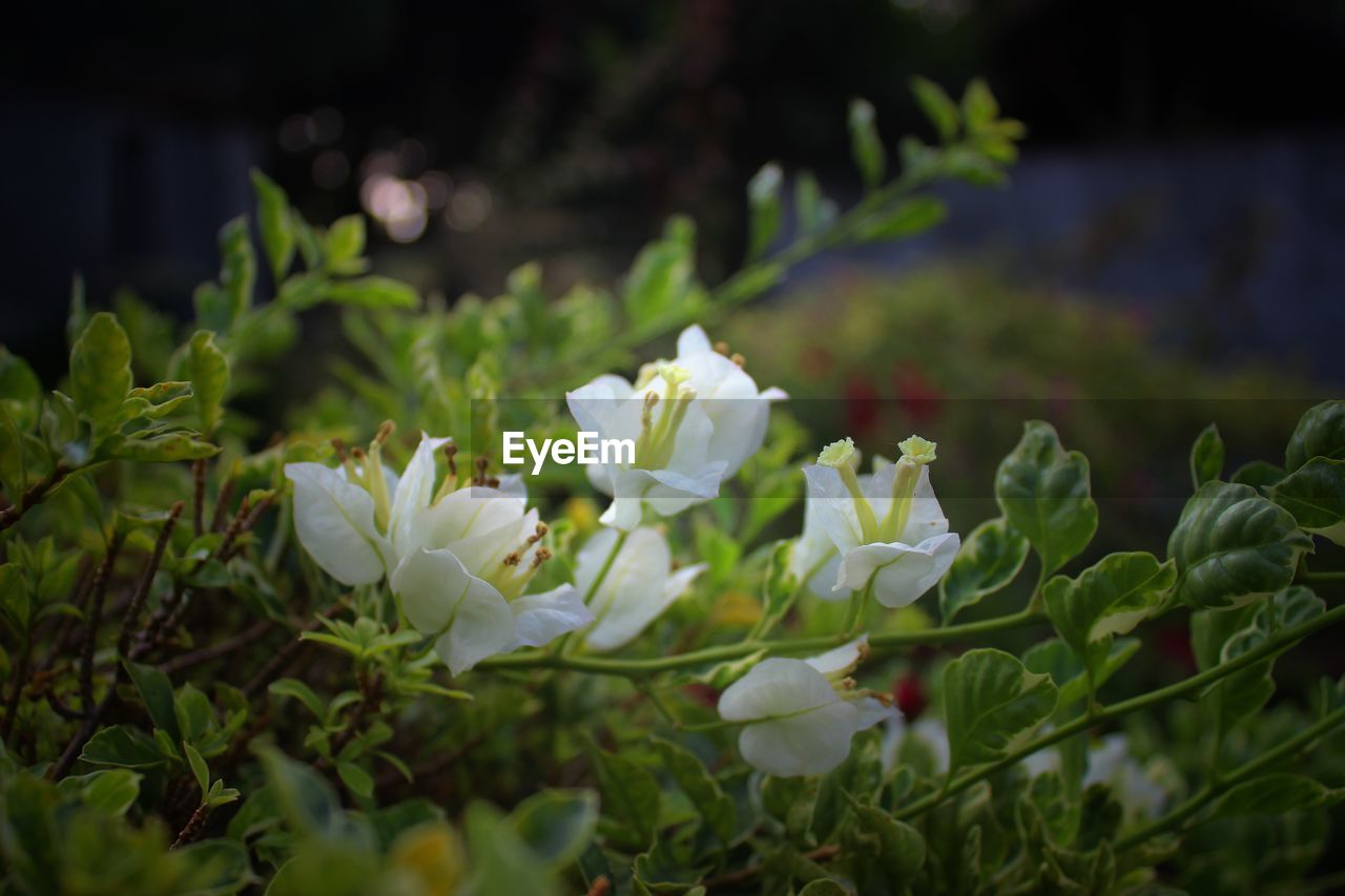 CLOSE-UP OF WHITE FLOWERS