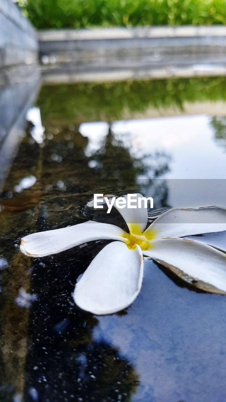 High angle view of white water lily on lake