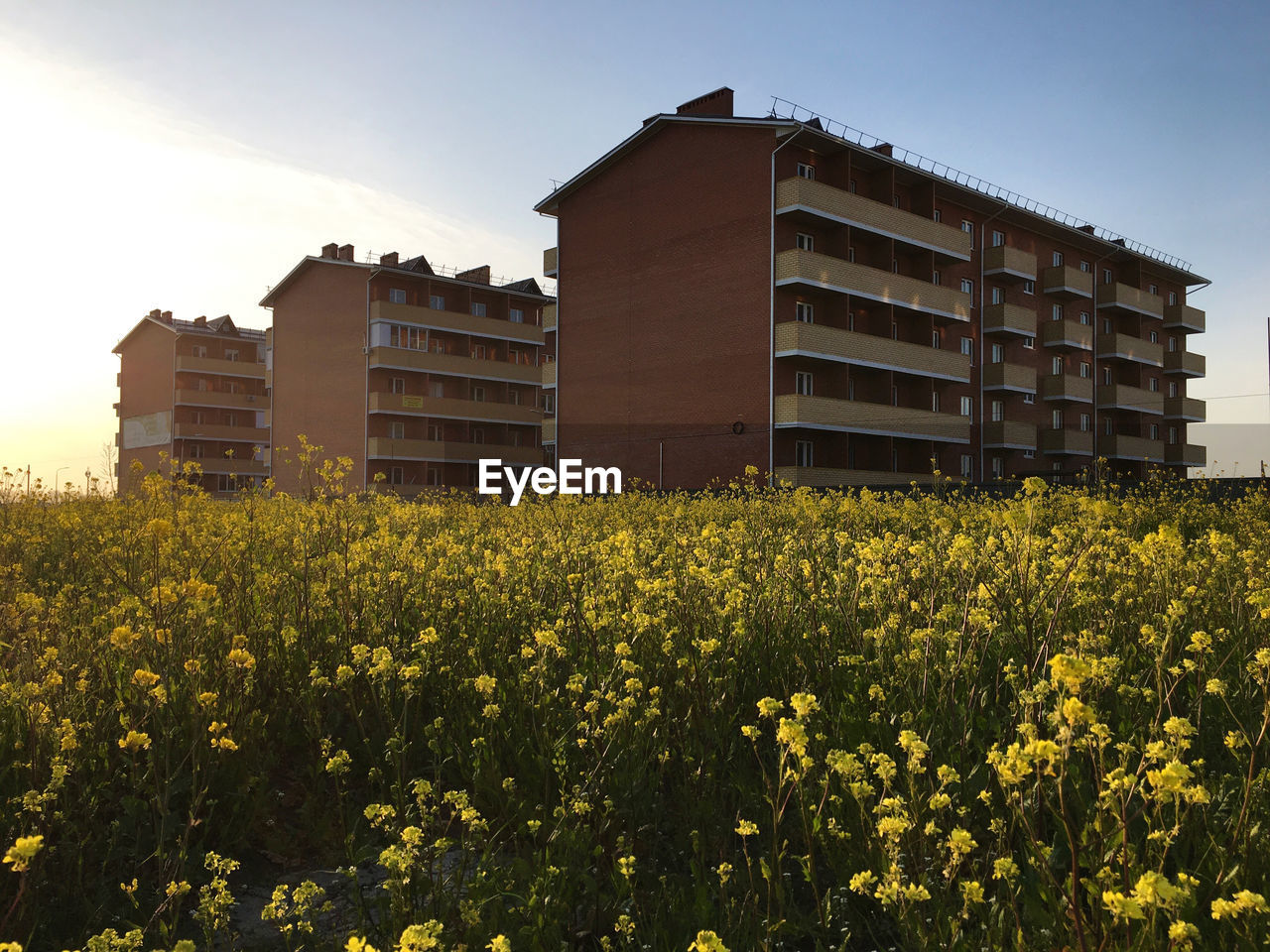 YELLOW FLOWERS GROWING ON FIELD BY BUILDINGS