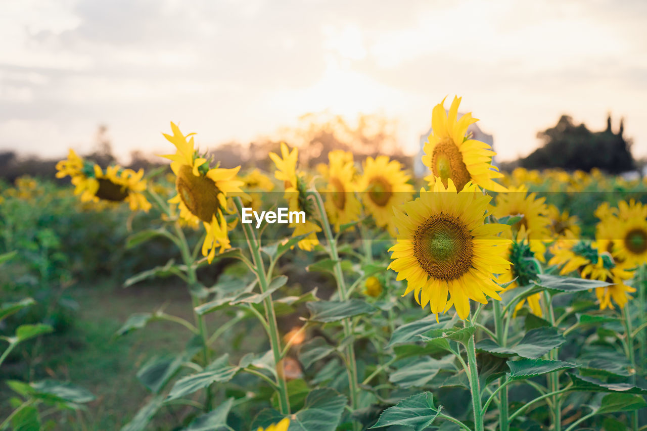 CLOSE-UP OF YELLOW FLOWERING PLANT IN FIELD