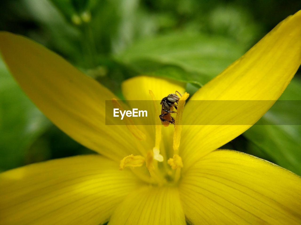 HONEY BEE ON YELLOW FLOWER