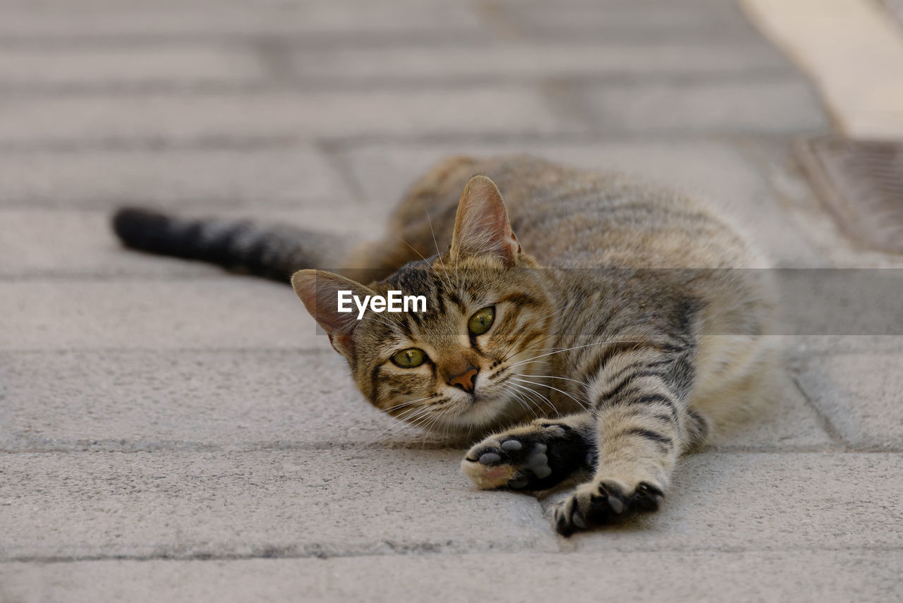 Portrait of cat lying down