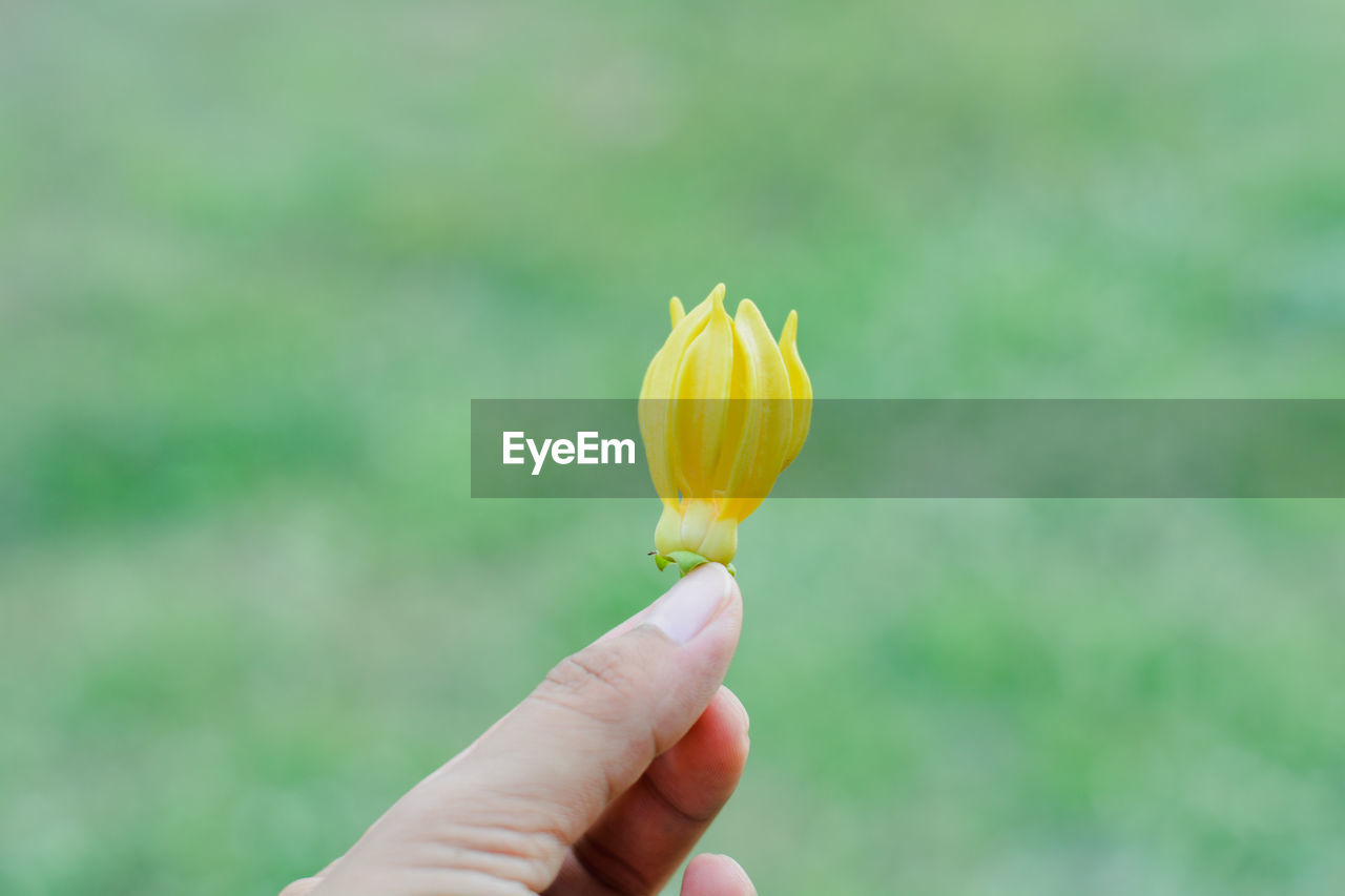 Close-up of hand holding yellow flower
