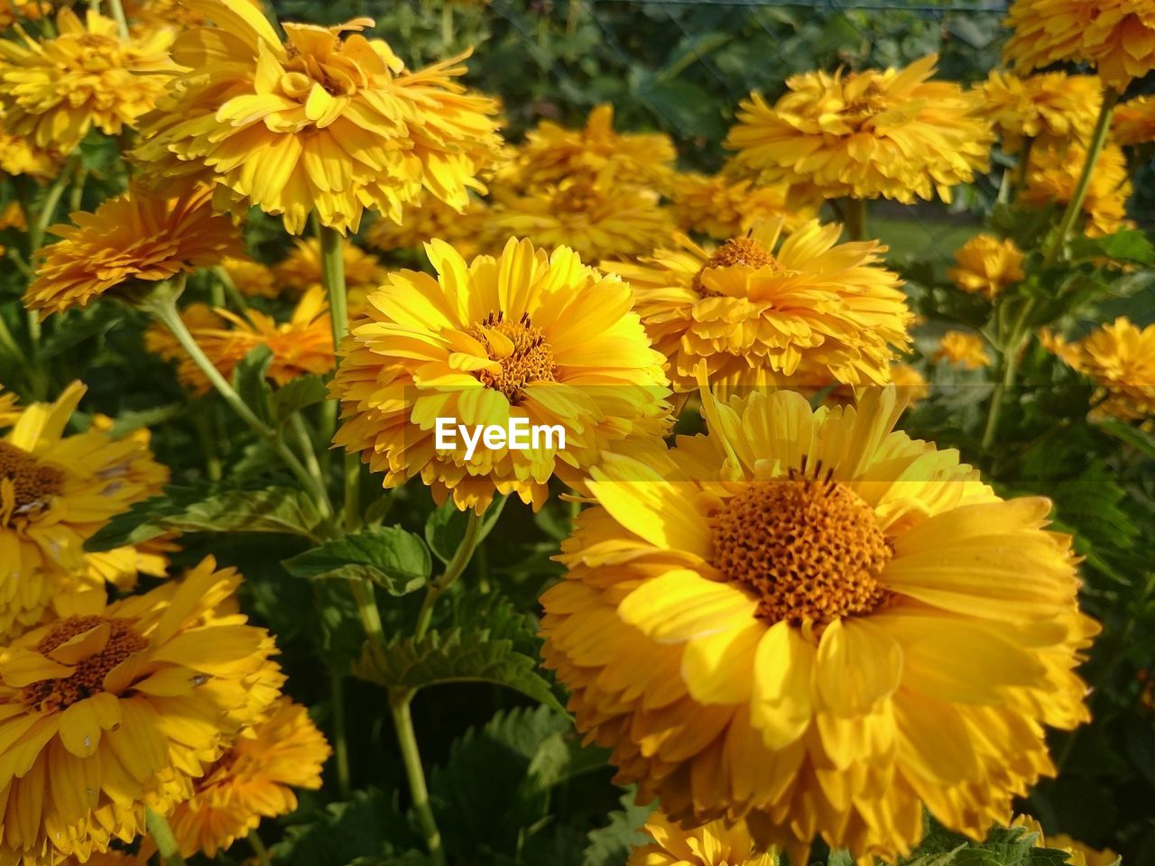 Yellow flowers blooming in lawn