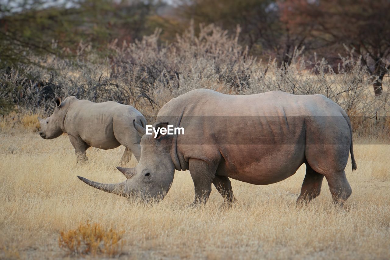Side view of rhinoceros walking on grassy field against trees in forest