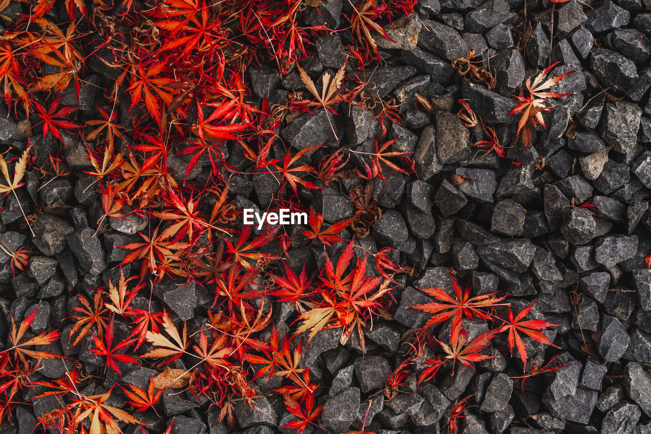 Red japanese maple leaves lying on a black stone ground, autumn postcard background