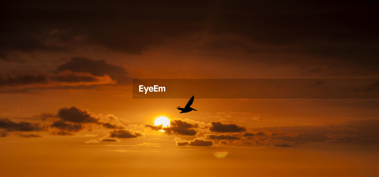 Silhouette bird flying against sky during sunset