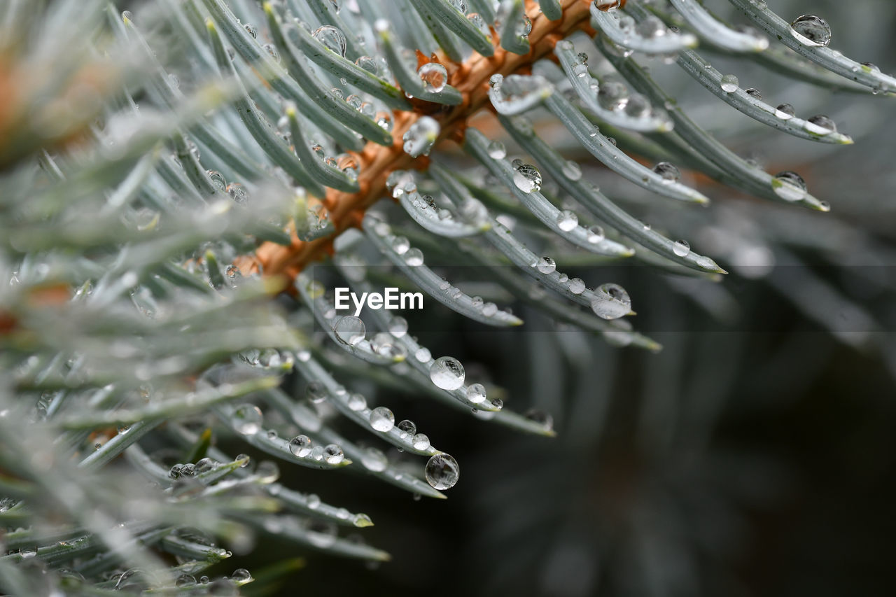 Close-up of wet plant during rainy season