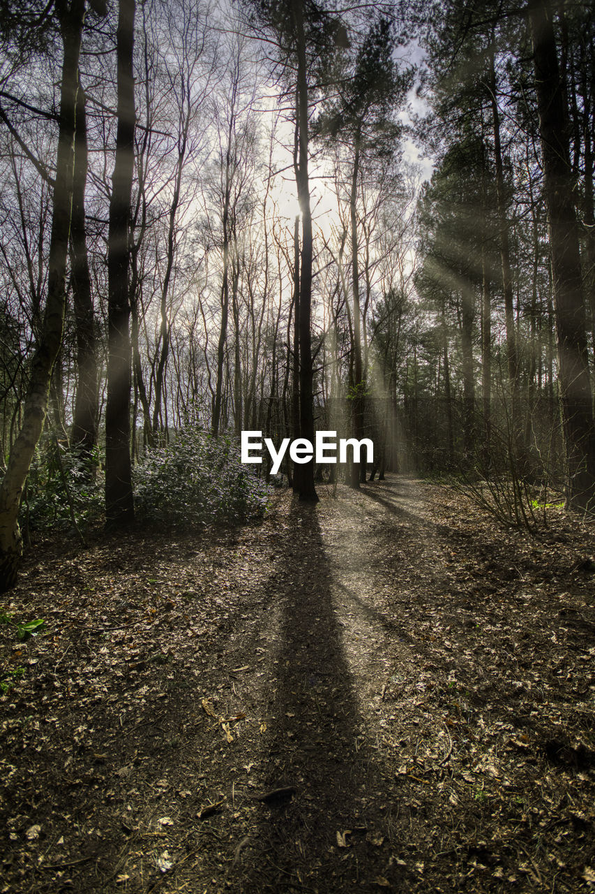 VIEW OF TREES IN FOREST
