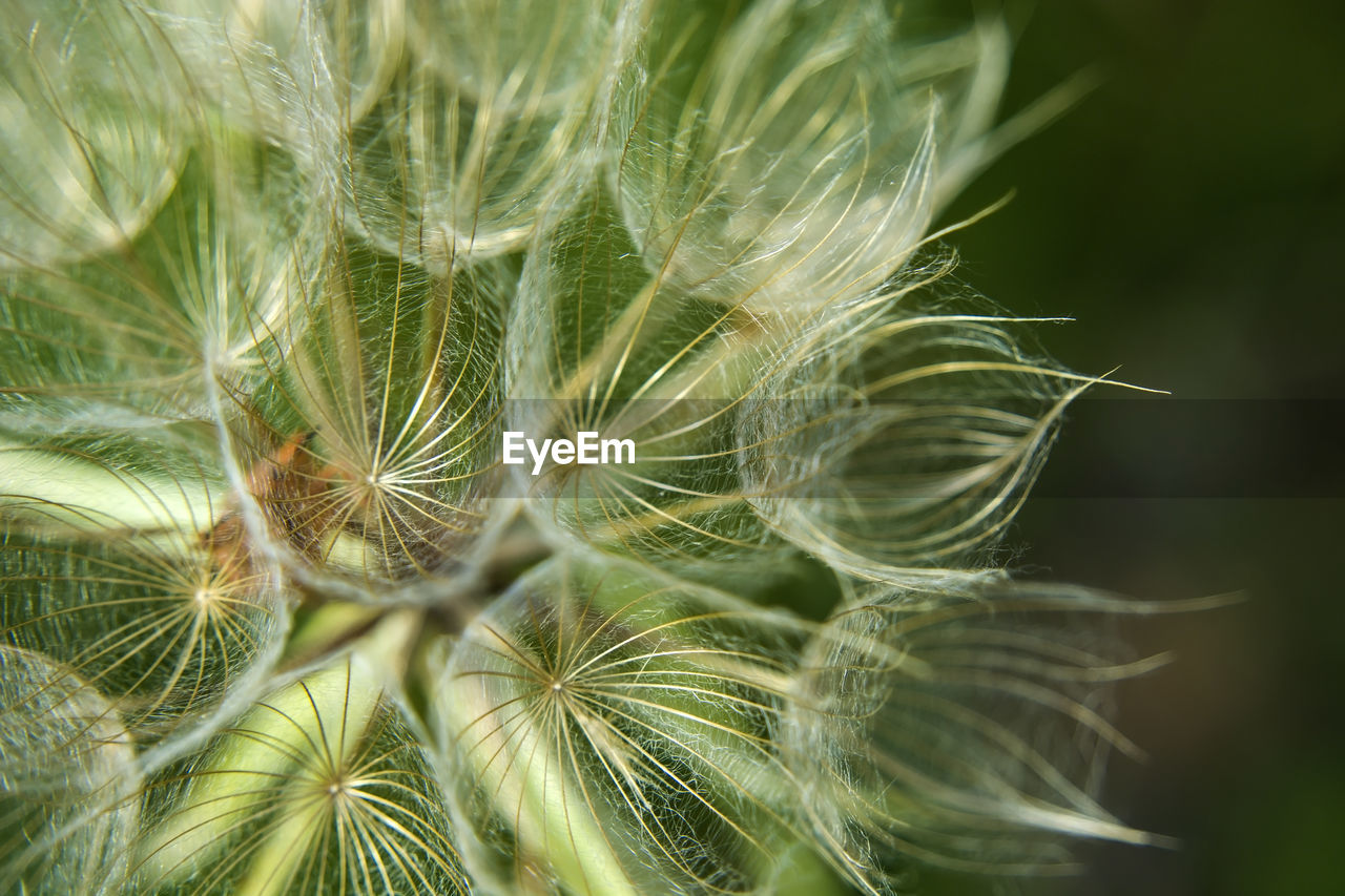 Close-up of white dandelion on plant