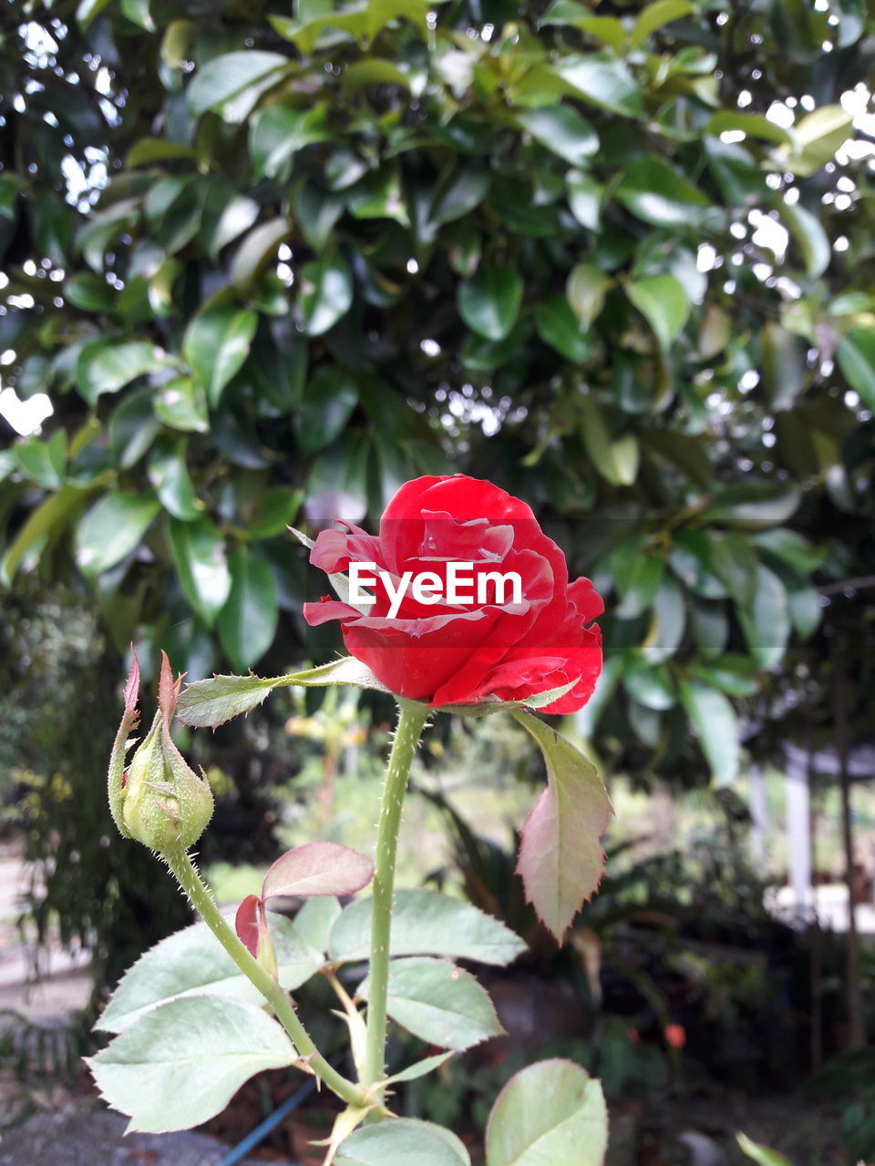 CLOSE-UP OF RED FLOWER AGAINST BLURRED BACKGROUND