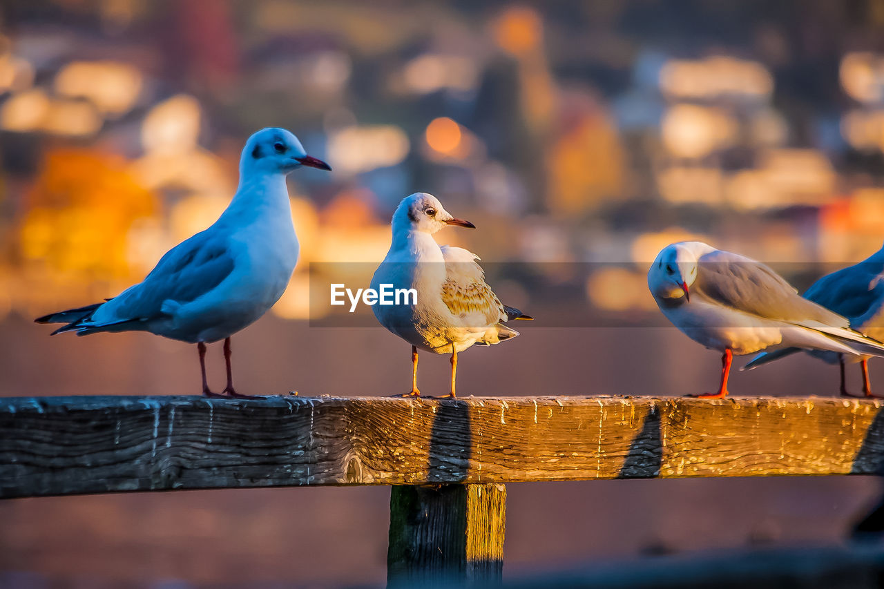 CLOSE-UP OF BIRDS PERCHING ON GROUND