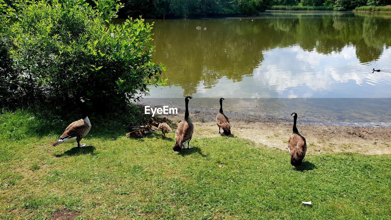 DUCKS ON LAKE