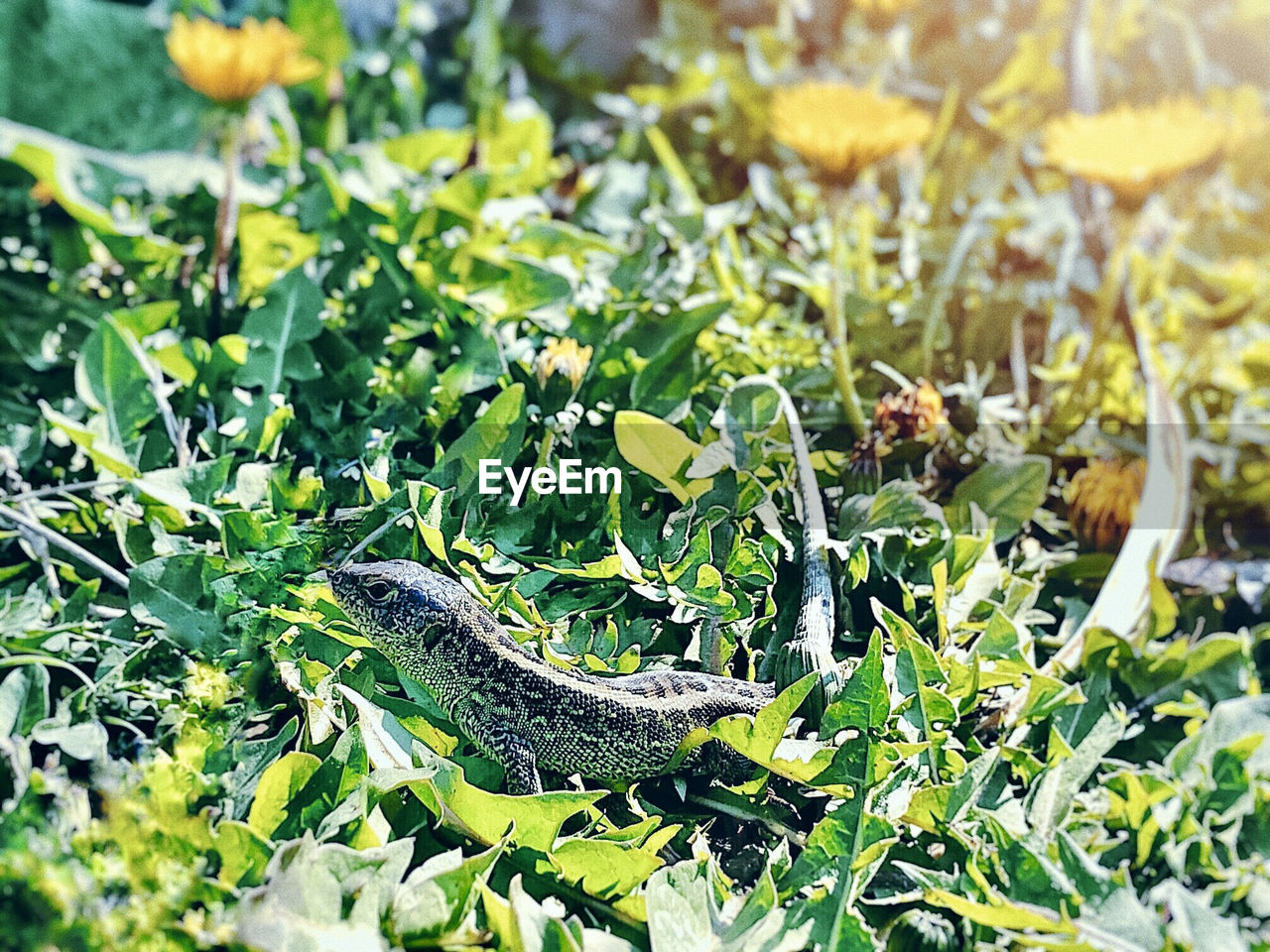 CLOSE-UP OF LIZARD ON PLANT