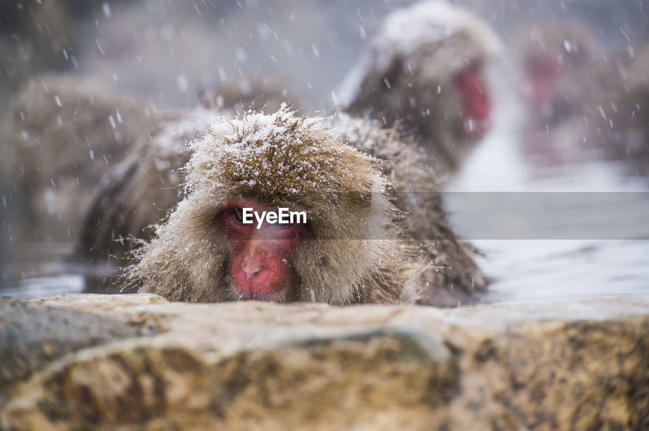 Snow monkeys taking a bath