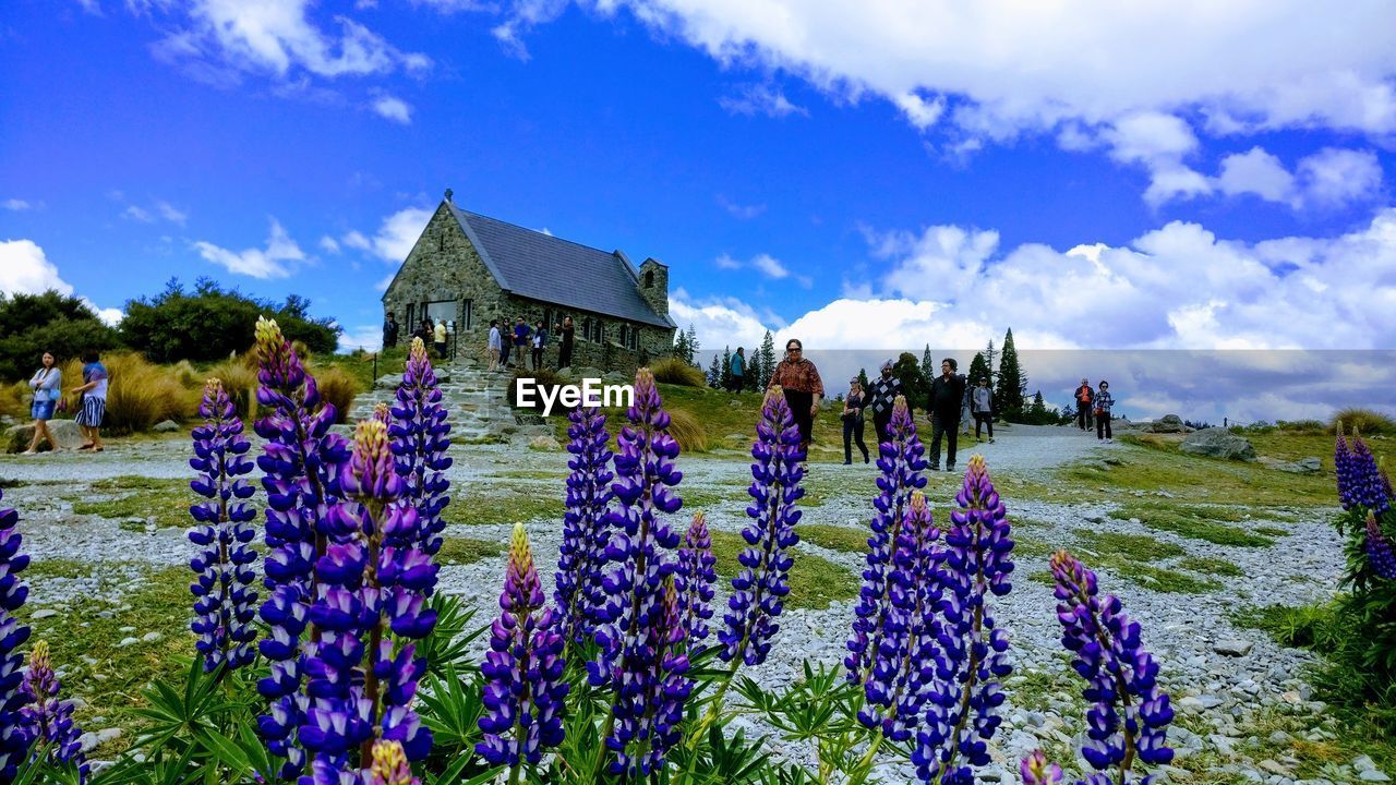 PURPLE FLOWERS IN FIELD