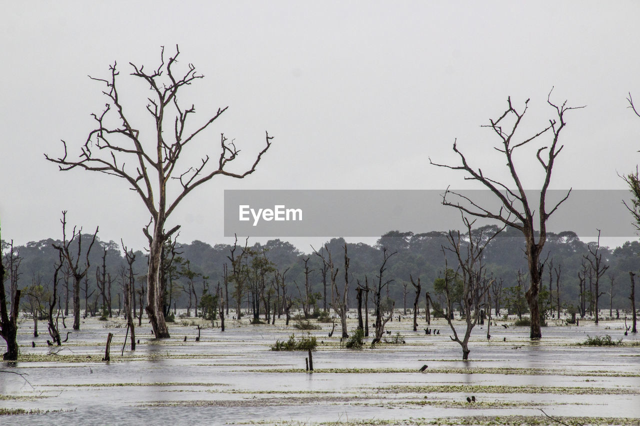 Bare trees on landscape against clear sky