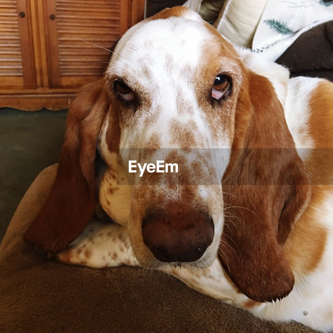 CLOSE-UP PORTRAIT OF DOG