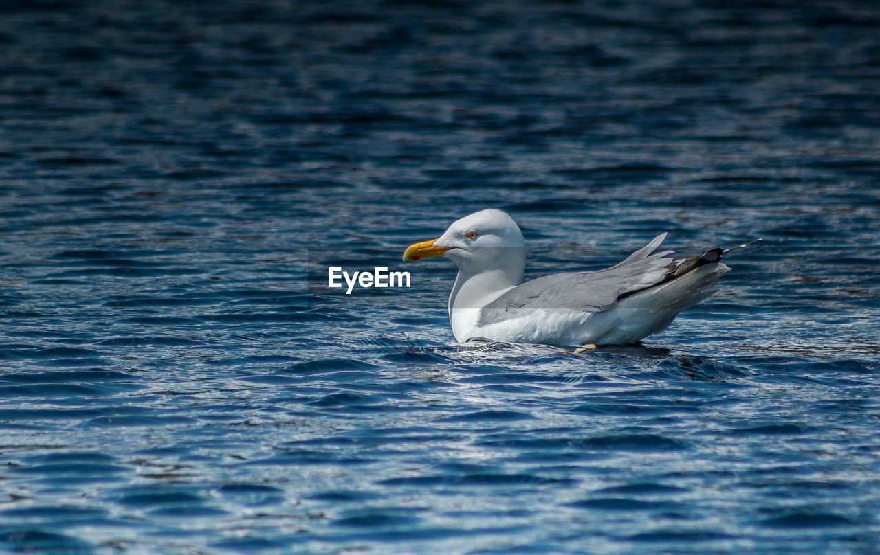 Close-up of seagull swimming in lake