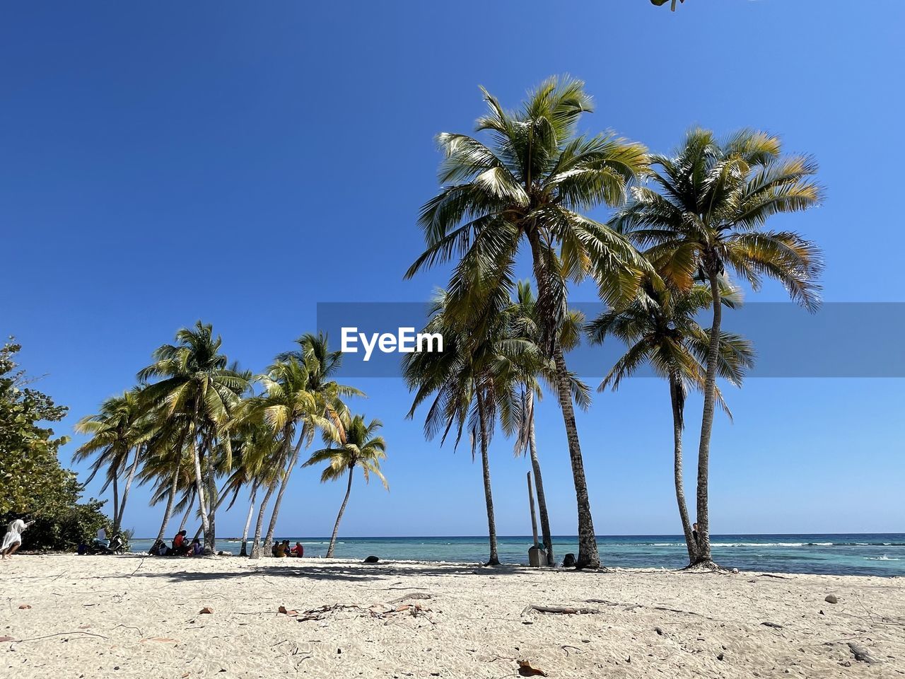palm tree, land, tree, tropical climate, beach, sky, sea, water, body of water, nature, plant, sand, ocean, coast, beauty in nature, scenics - nature, blue, shore, coconut palm tree, vacation, clear sky, tranquility, tropics, tranquil scene, travel destinations, horizon over water, sunny, tropical tree, day, sunlight, outdoors, holiday, horizon, no people, travel, trip, idyllic, environment, island, bay, summer, tourism