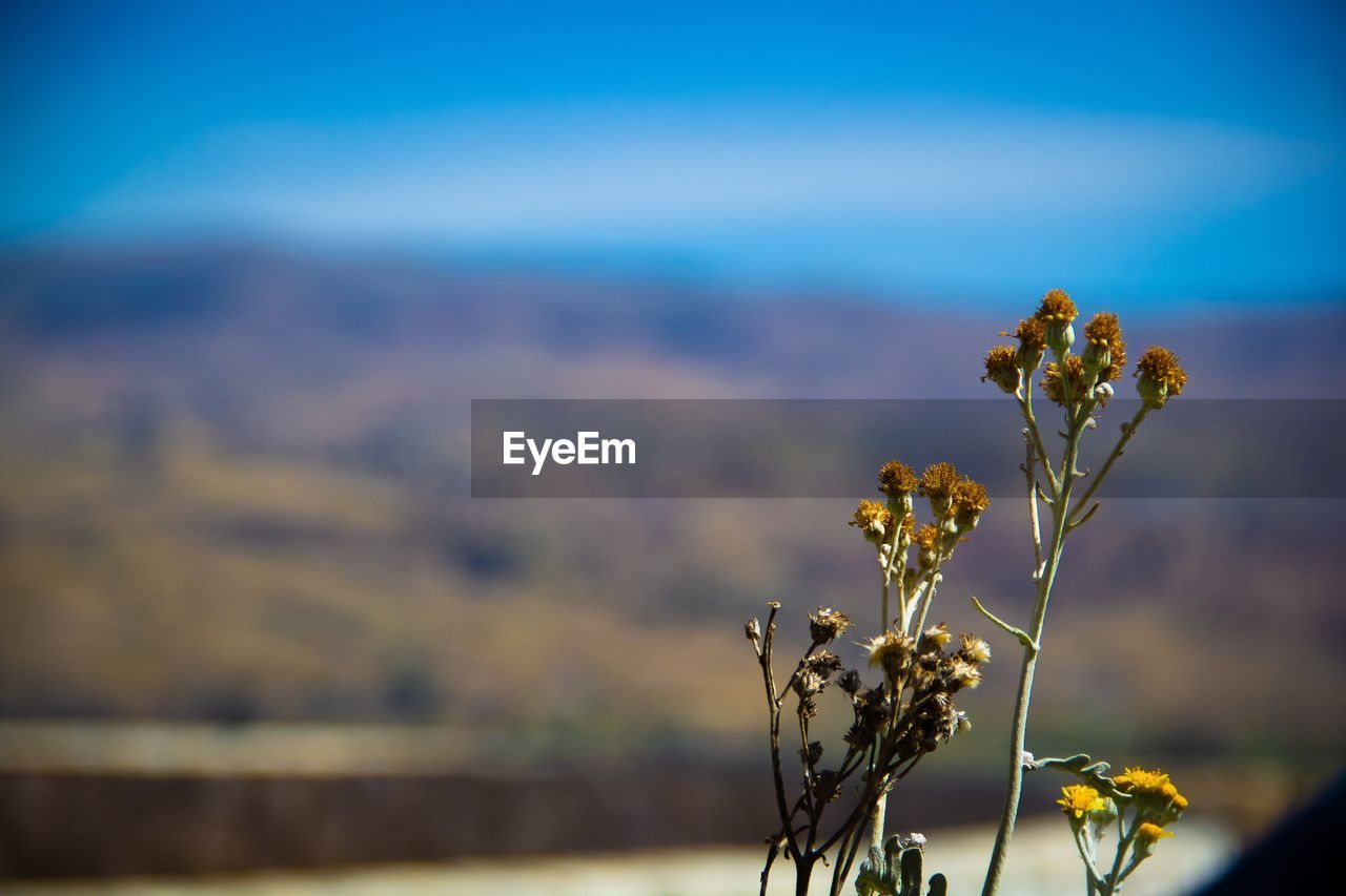 Close-up of yellow flowering plant against sky