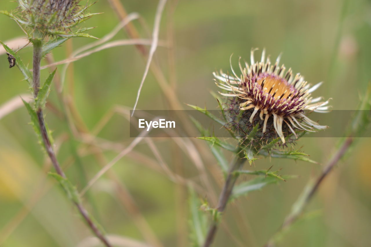 CLOSE-UP OF THISTLE PLANT