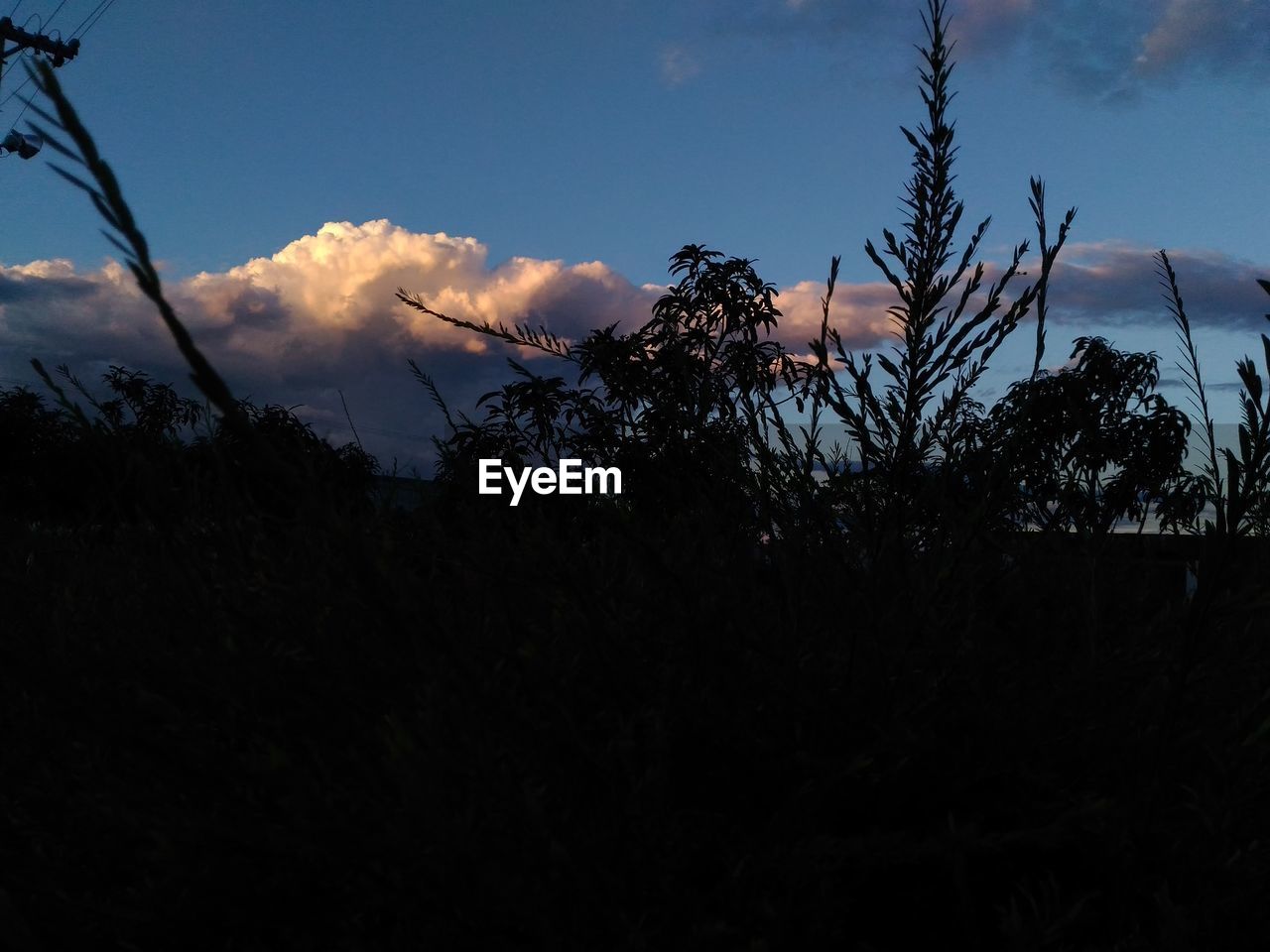 LOW ANGLE VIEW OF SILHOUETTE TREE AGAINST SKY AT SUNSET