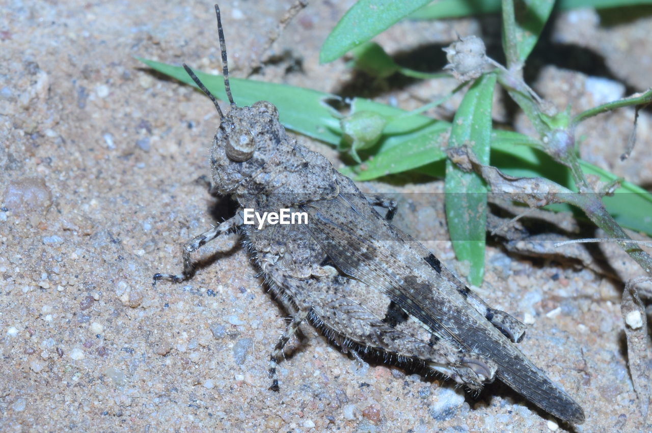 CLOSE-UP OF INSECT