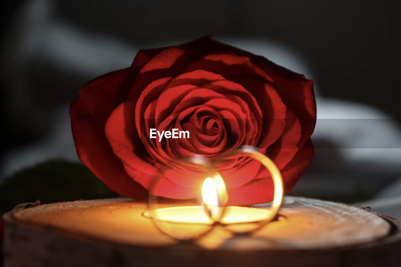 CLOSE-UP OF RED ROSE AGAINST BLURRED BACKGROUND