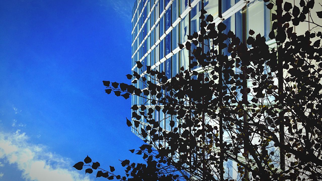 Directly below view of tree by building against sky