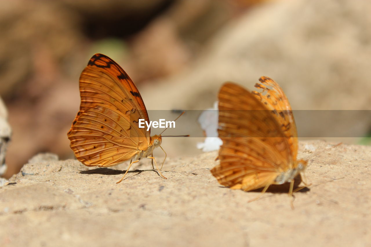 Close-up of butterfly on flower