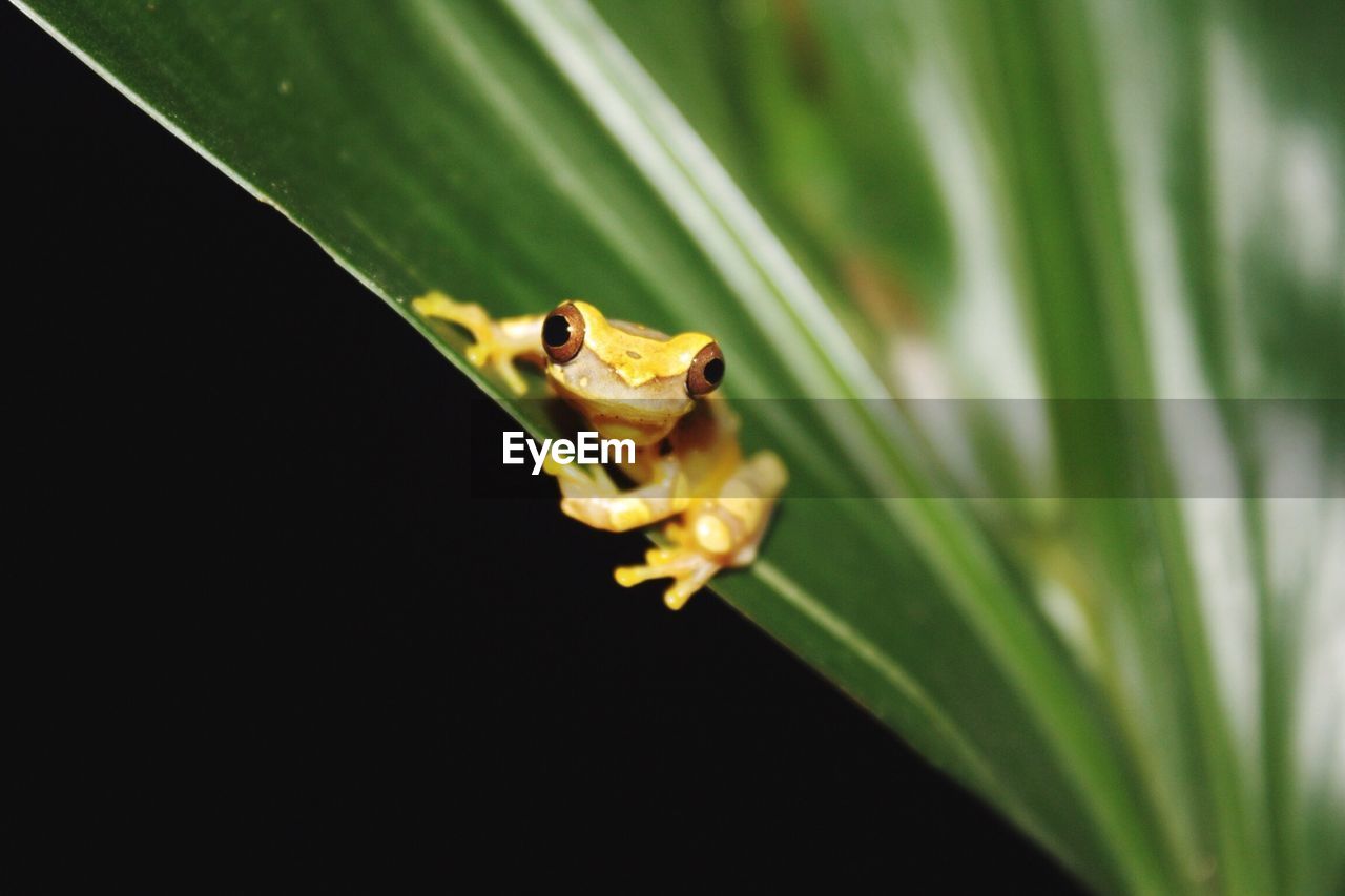 Close-up of frog on plant in forest