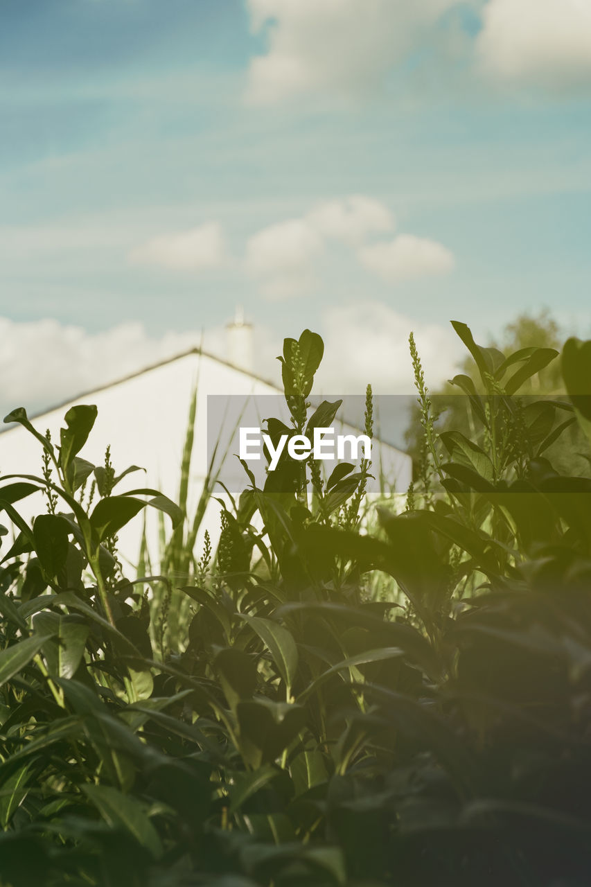 CLOSE-UP OF PLANT AGAINST SKY