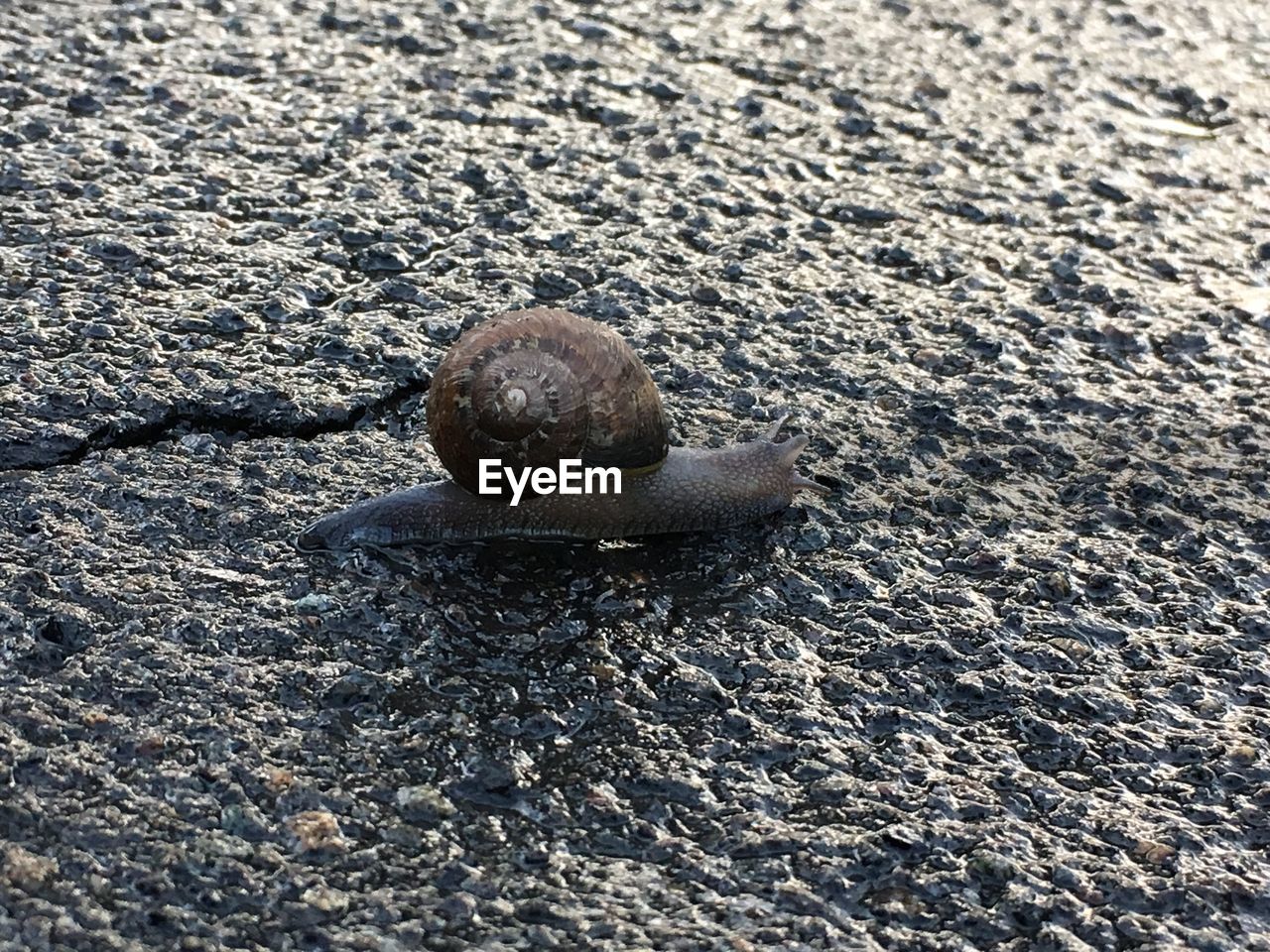 Snail on road