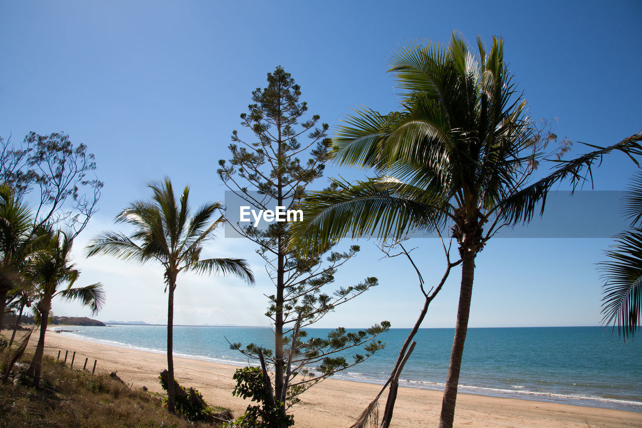 Palm trees on beach against clear blue sky