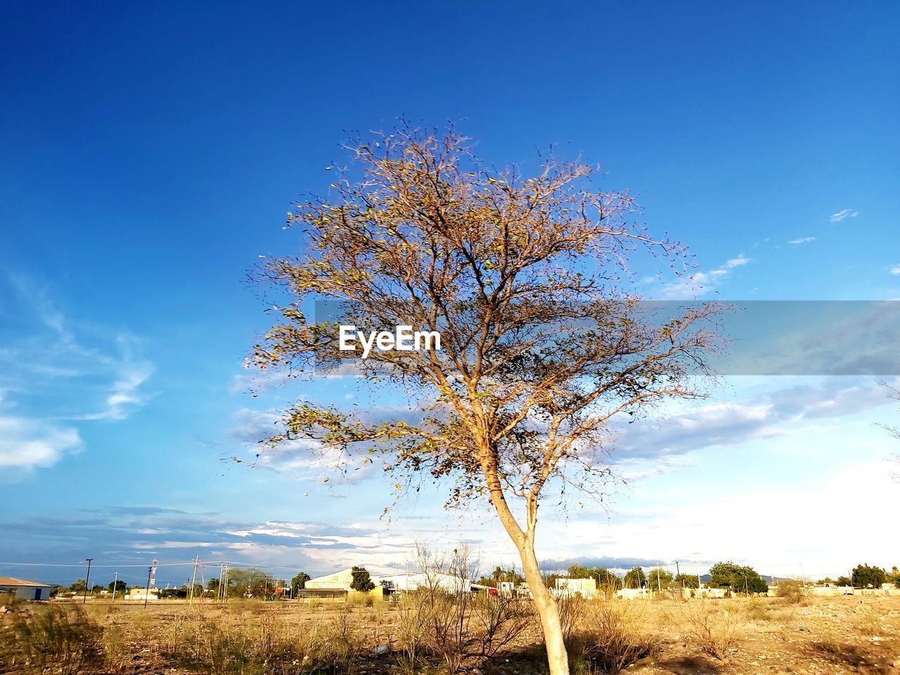 TREE BY FIELD AGAINST SKY