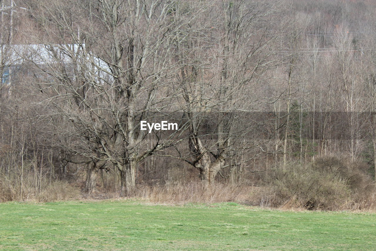 TREES ON GRASSY FIELD