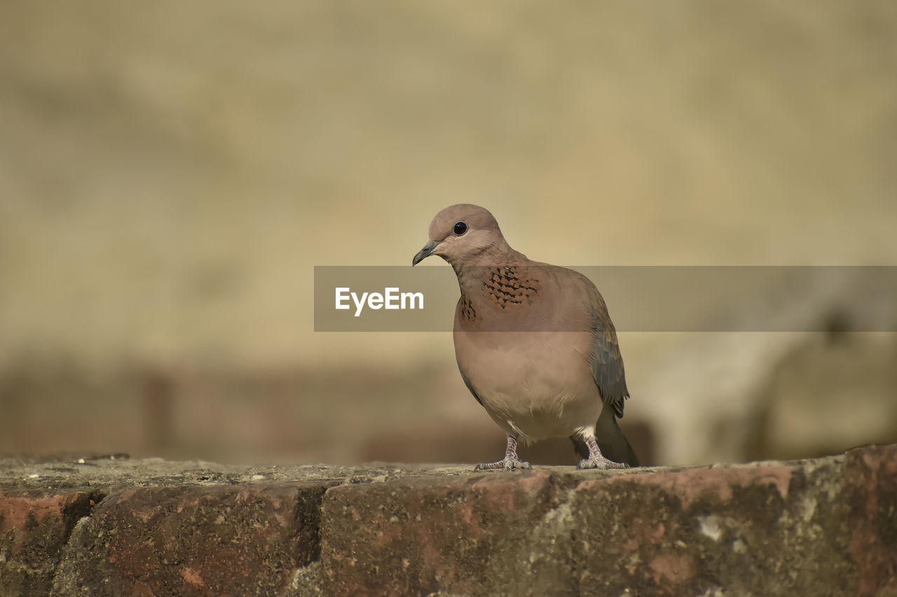 Close-up of bird perching on wood