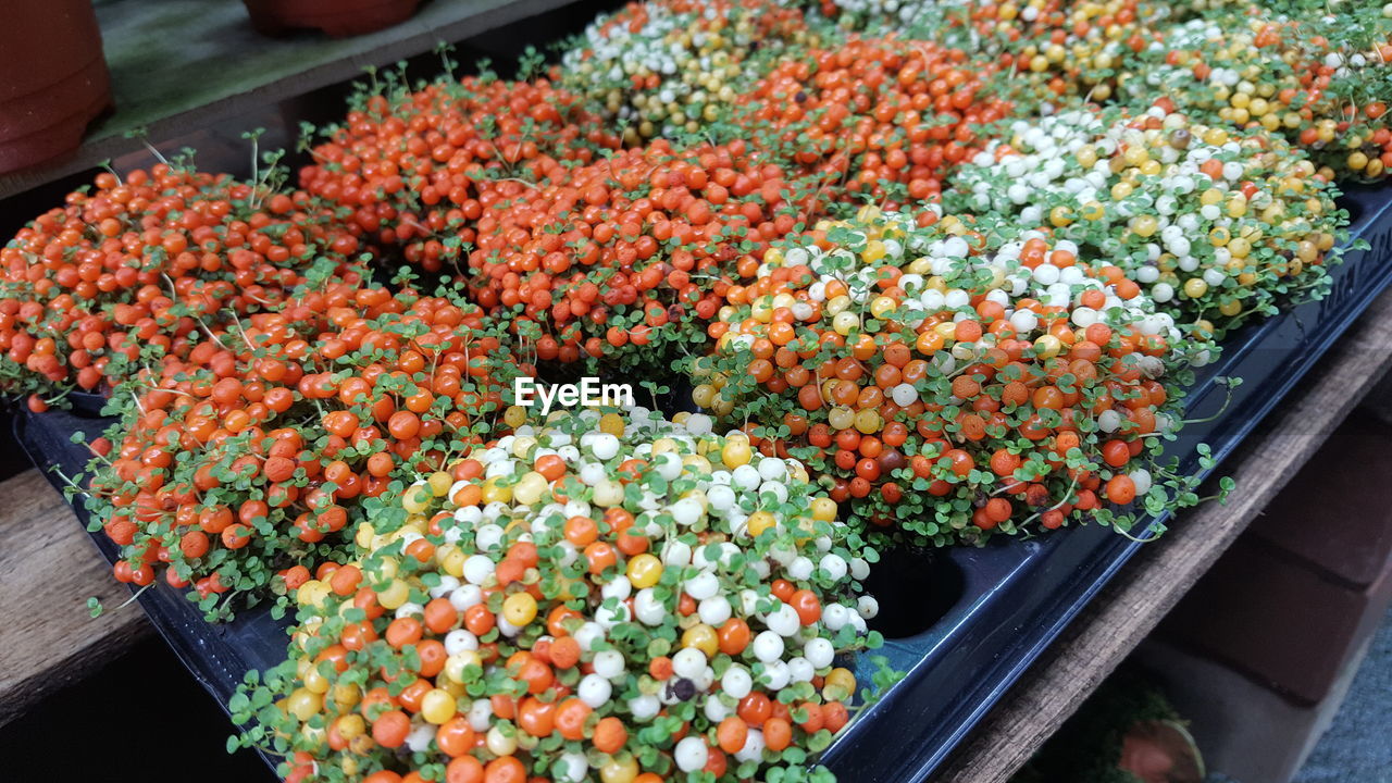 High angle view of tomatoes growing outdoors