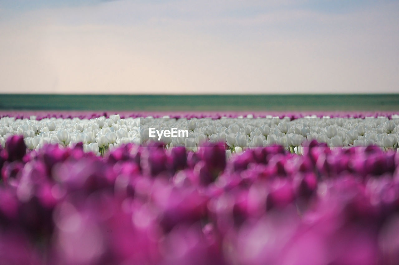 Close-up of purple flowers against sky