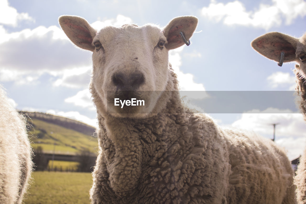 Sheep standing on field against sky