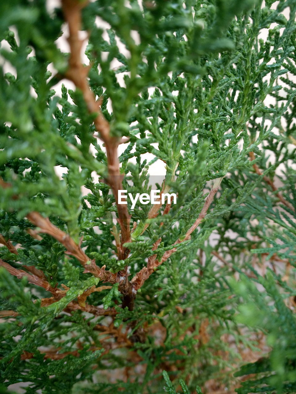 CLOSE-UP OF FRESH GREEN LEAVES