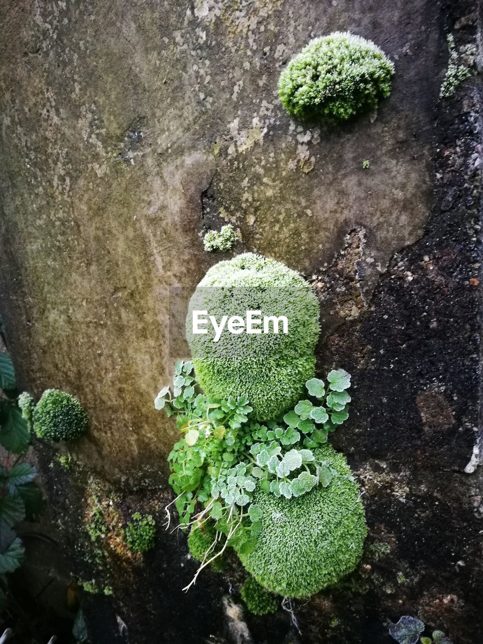 CLOSE-UP HIGH ANGLE VIEW OF PLANTS