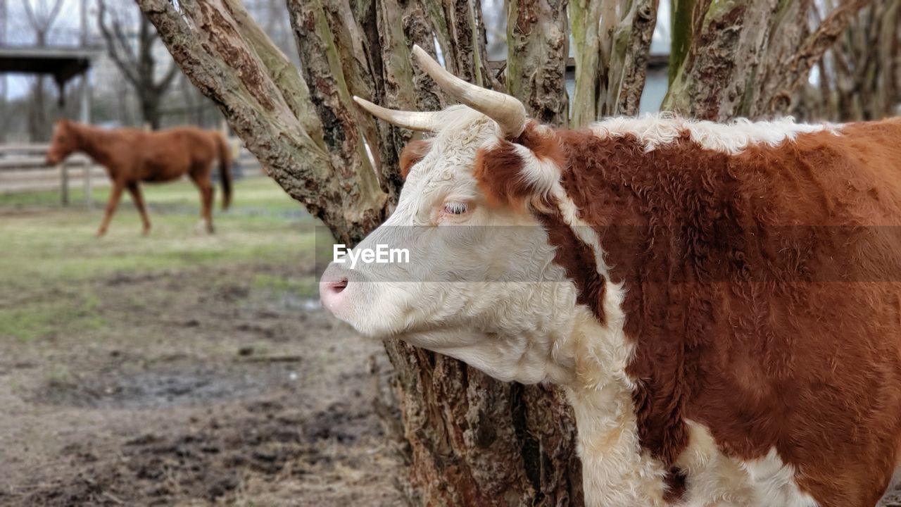 Cow standing in a field