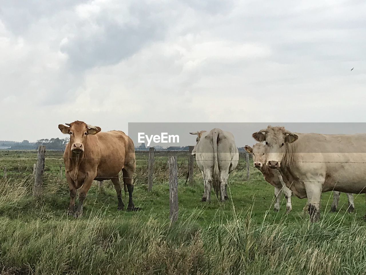 COWS STANDING ON FIELD