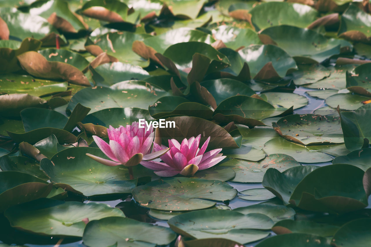 Close-up of lotus water lily in lake