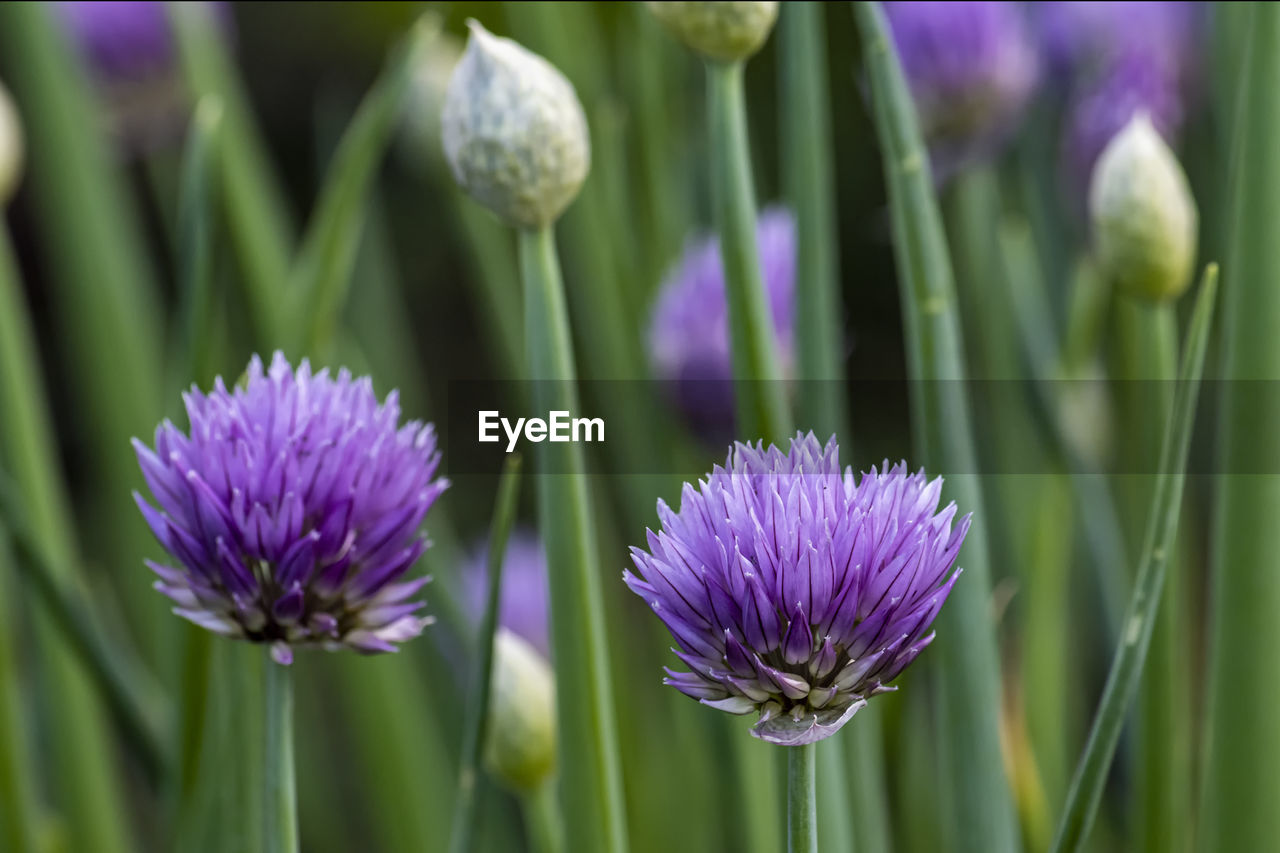 CLOSE-UP OF PURPLE IRIS FLOWER